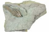 Bargain, Fossil Crinoid (Macrocrinus) - Indiana #232251-1